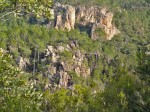 Blavet pine trees in the ravine