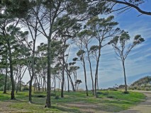 Giens Aleppo pines