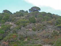 Lardier Pine forest