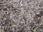 Lardier dried algae