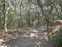 Port Cros forest path