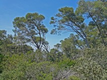 Port Cros pine forest