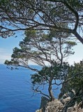 Port Cros pines on the cliffs