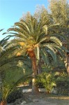 Aurelia palms 1.