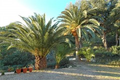 Aurelia palms 2.